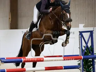 hästar Toppstammad tävlingshäst - Annons 2