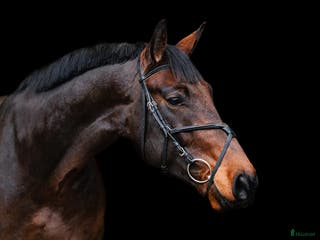 hästar Calm and lovely gelding for any kind of rider! - Annons 1