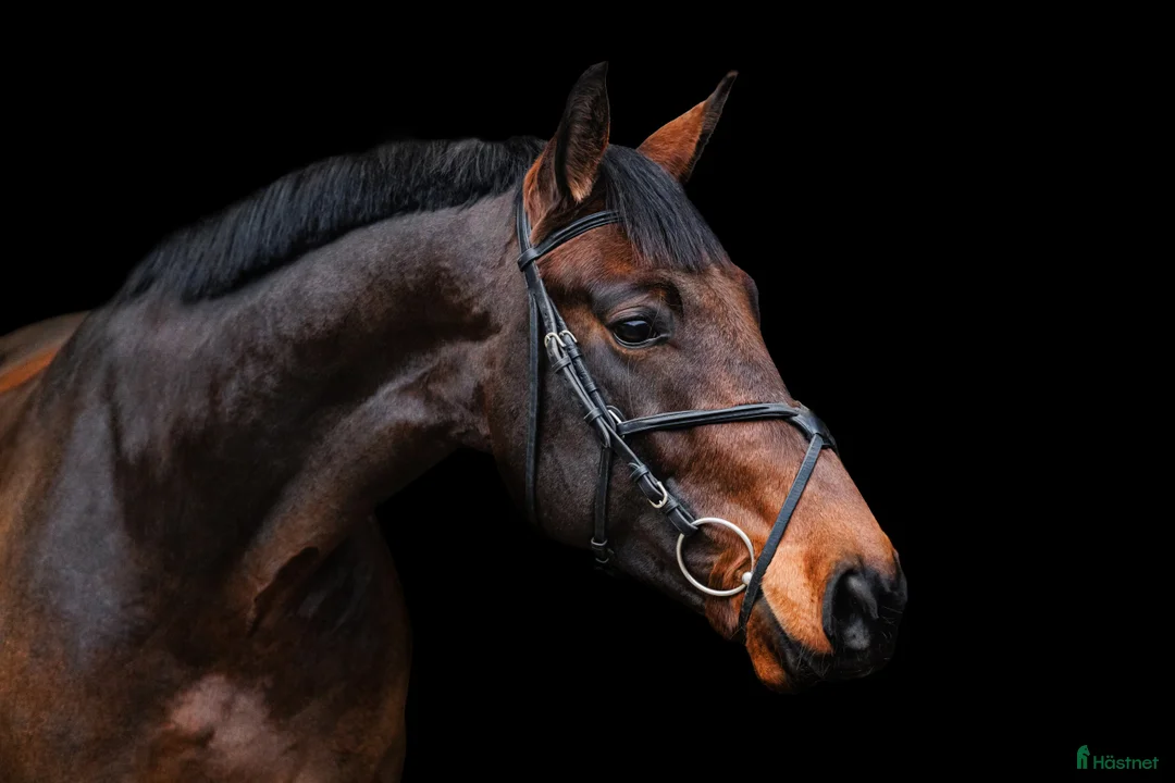 Allround hästar till salu: Calm and lovely gelding for any kind of rider! - Annons 1
