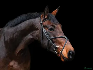 hästar Calm and lovely gelding for any kind of rider! - Annons 6