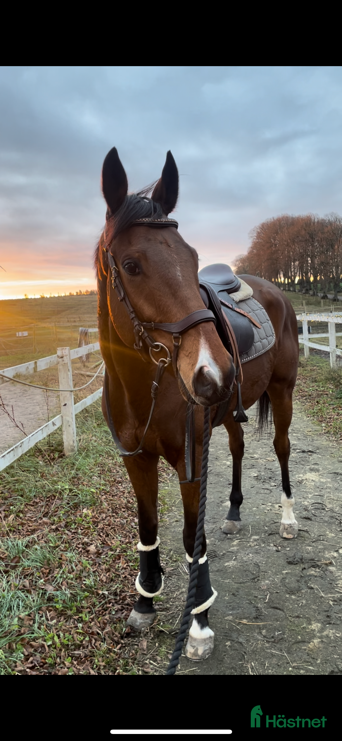  hästar Projekt häst  - Annons 13