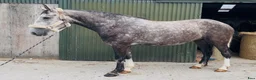 Allround hästar till salu: Irish Draught gelding 168cm - Annons 5