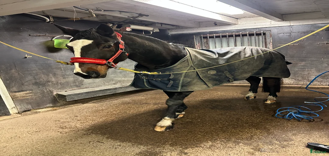 Galleribild {{count}}