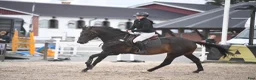 Hoppning hästar till salu: 5 årigt SWB sto - Annons 4