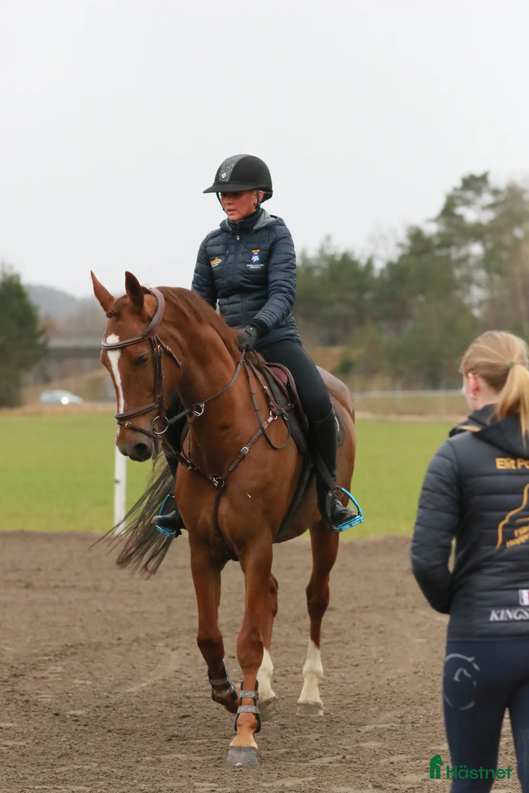 Allround hästar till salu: Allround sto / dressyr - Annons 1