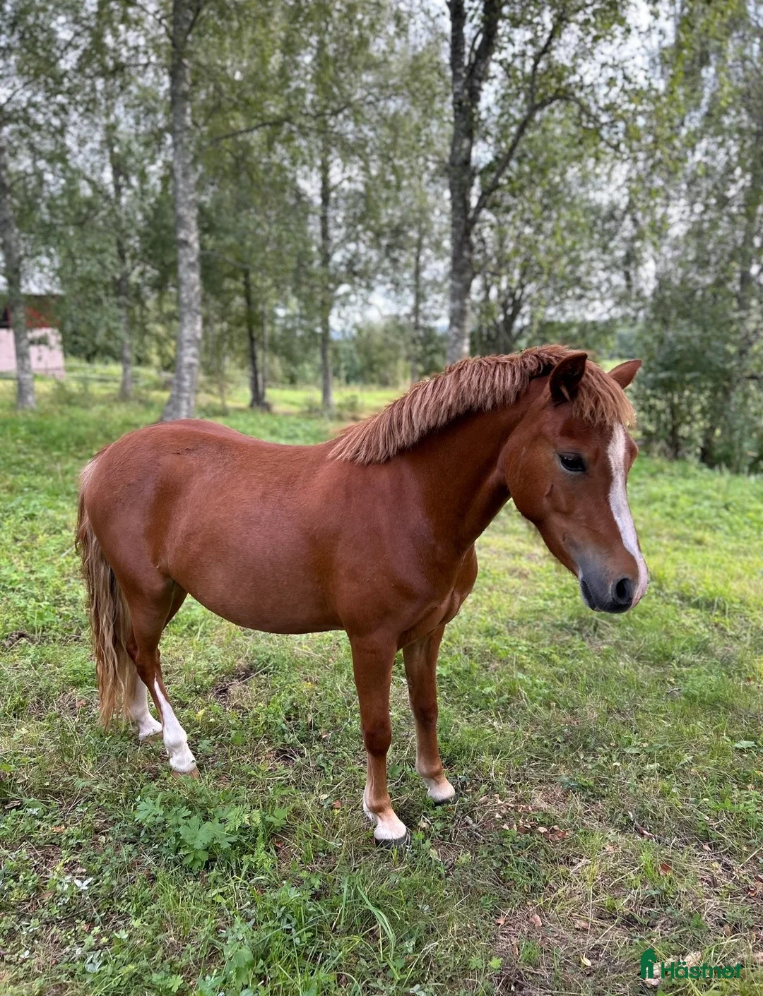 Allround hästar till salu: Sockersött Welsh Mountain sto  - Annons 2