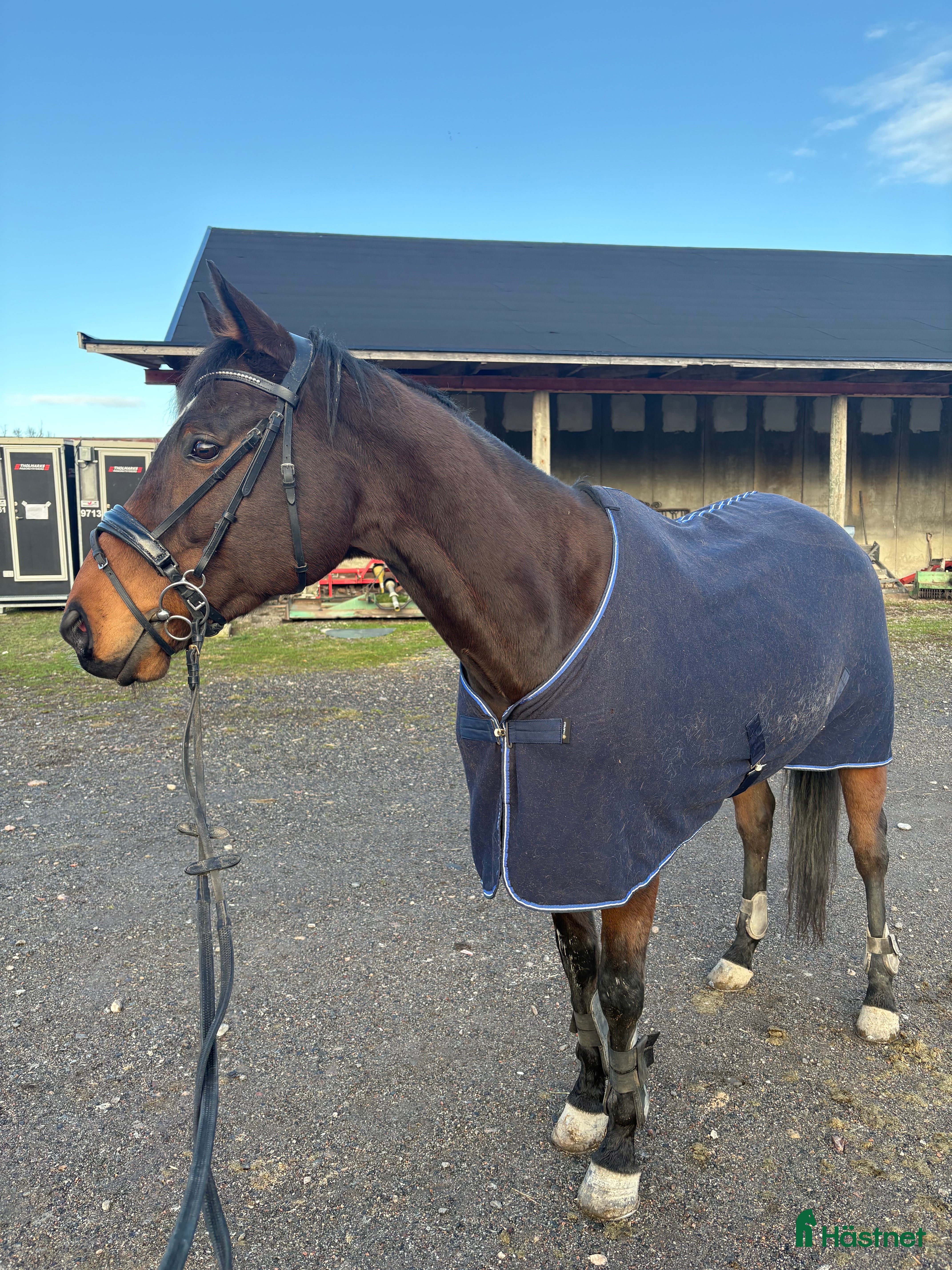  hästar Fin häst att ha kul tillsammans med  - Annons 16