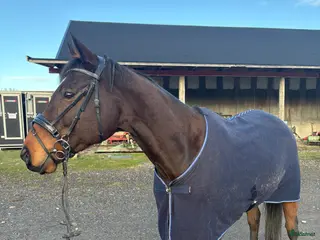 hästar Fin häst att ha kul tillsammans med - Annons 14