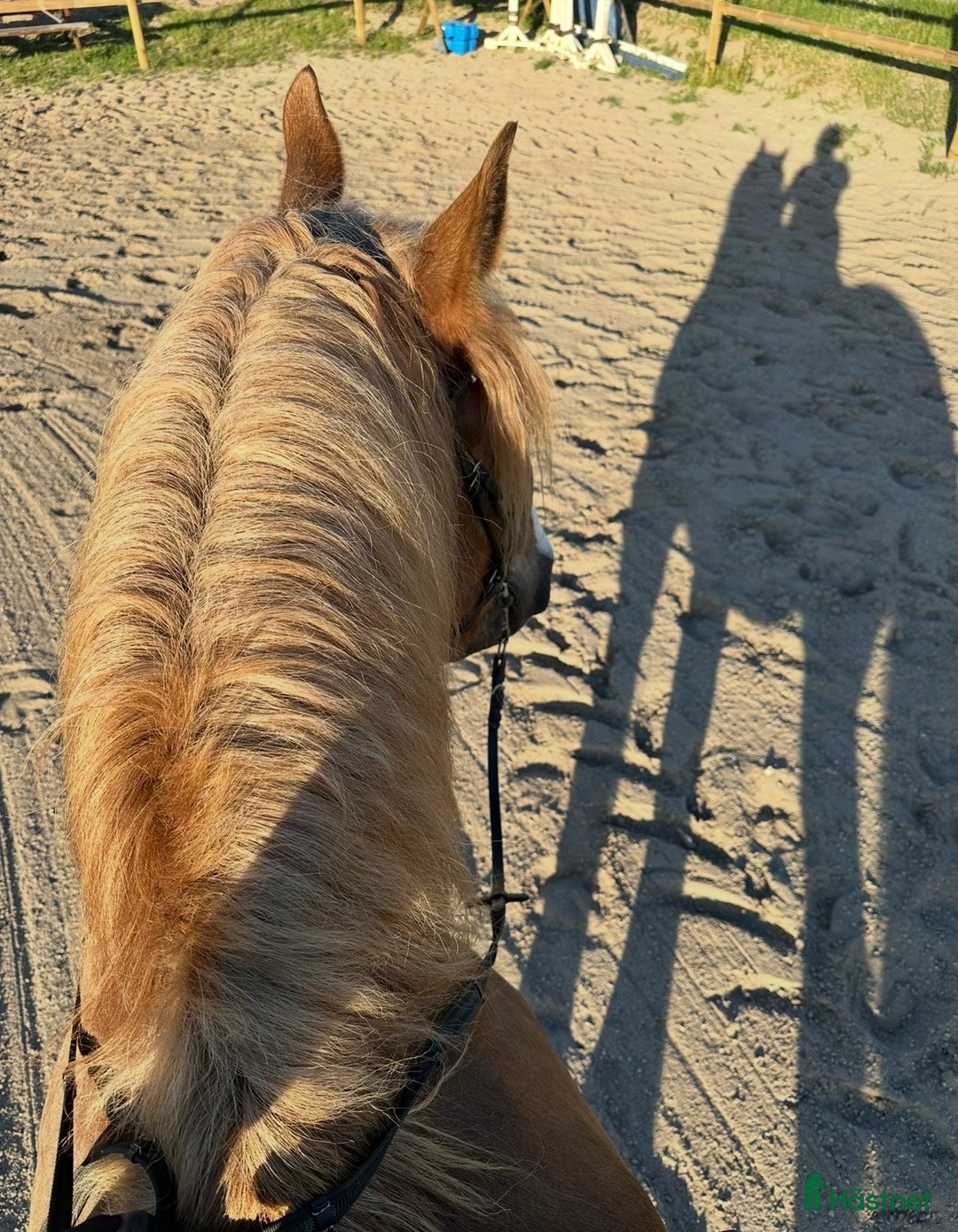 Allround hästar till salu: Intressekoll underbar ardenner i Kumla - Annons 3