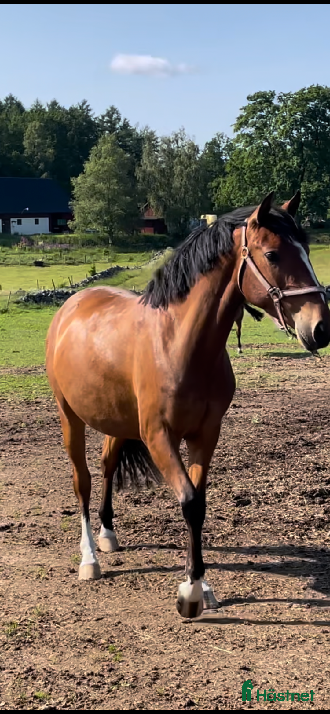Allround hästar till salu: Riktig charmör som älskar livet. i Hässleholm - Annons 2