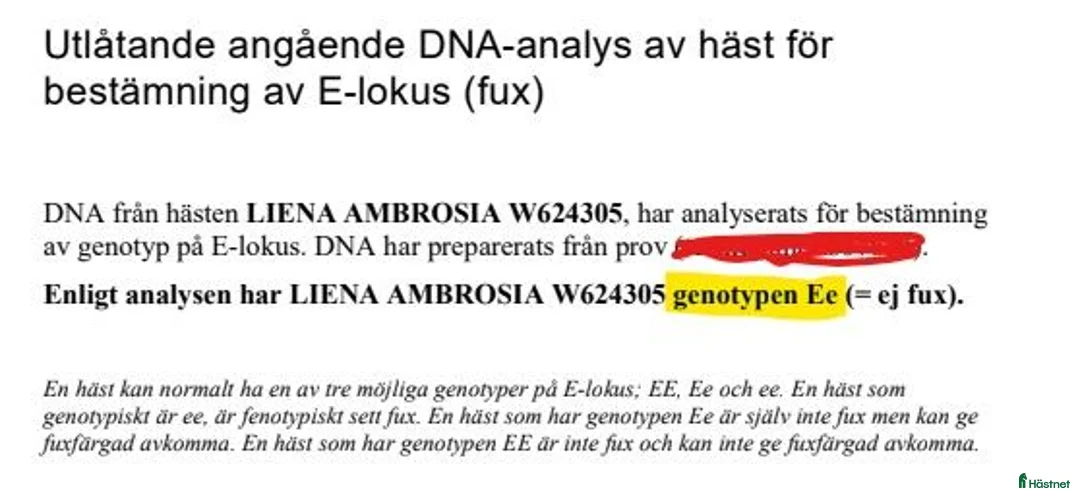 Allround hästar till salu: Stoföl f. 2026 e. Brijol  - Annons 9