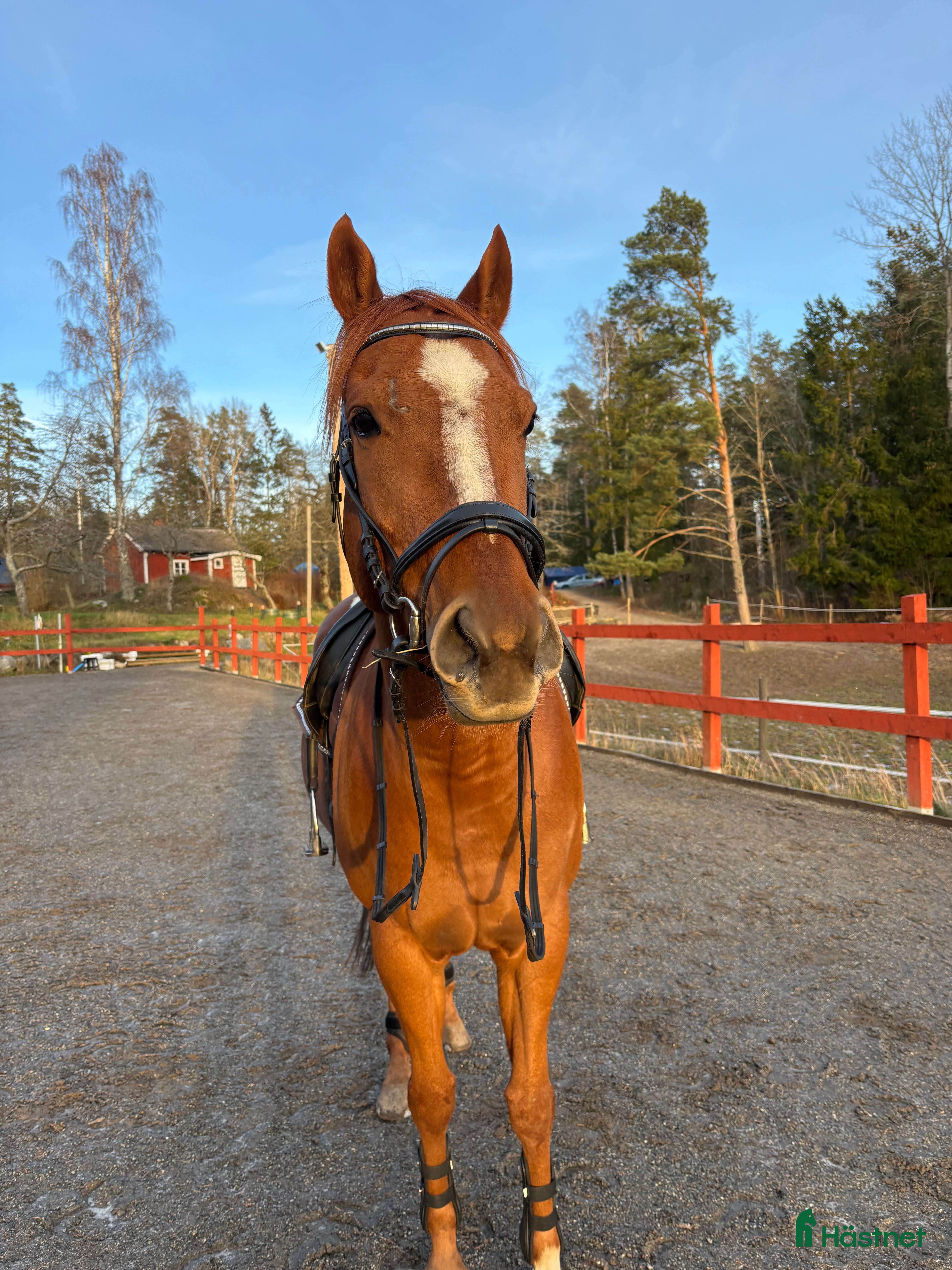  hästar Snäll valack  i Västerhaninge - Annons 2