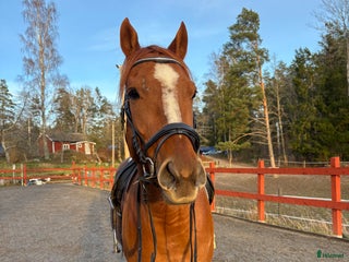 hästar Snäll valack i Västerhaninge - Annons 1