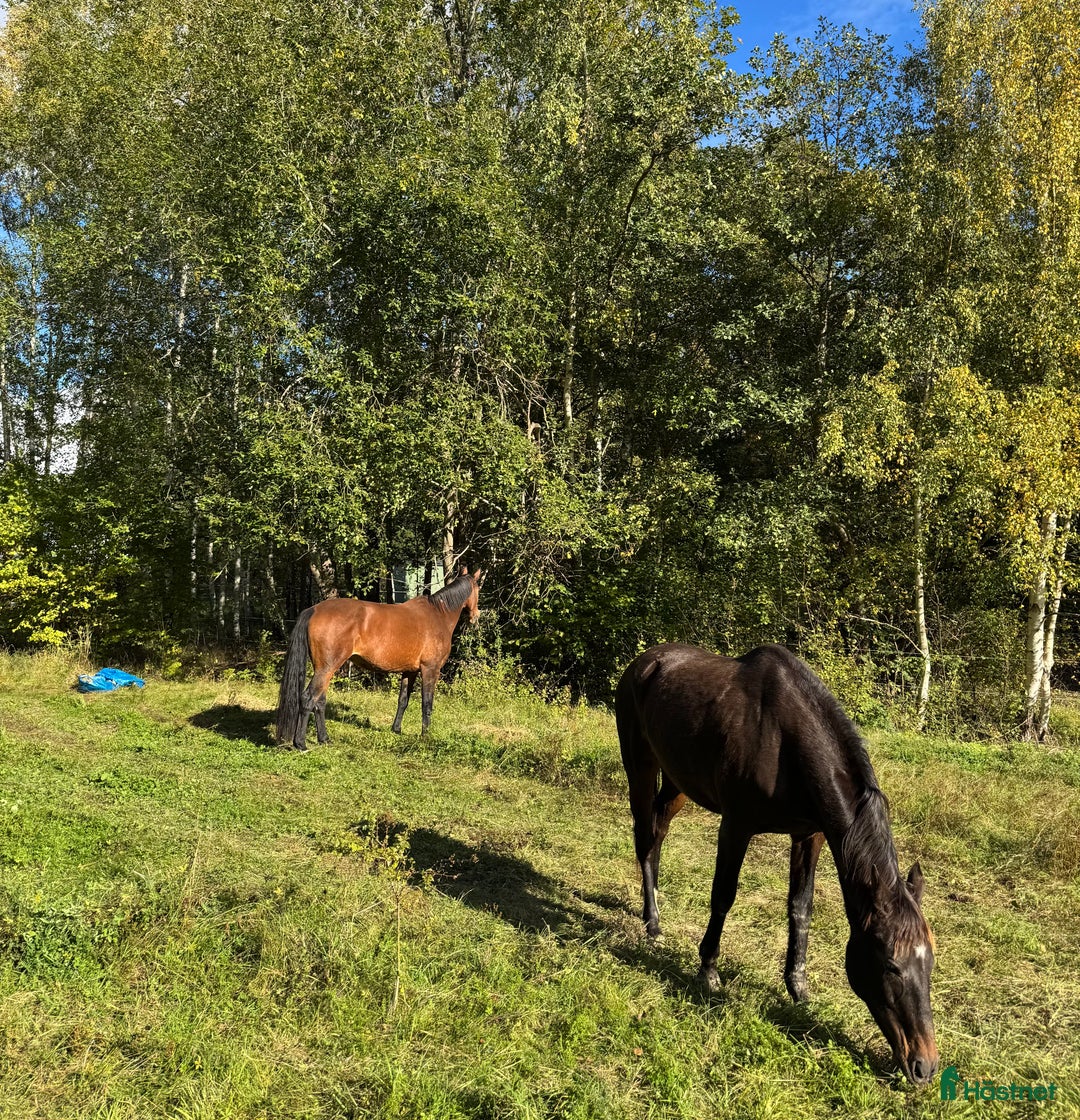  stallplats finnes: LÖSDRIFT - Full service🐎 i Drottningholm - Annons 1