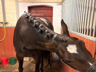 stallplats finnes: Boxplats i Åhus - Annons 1