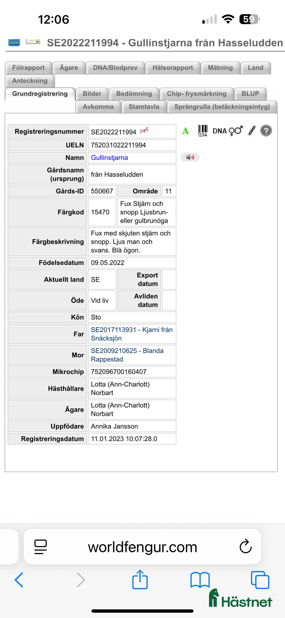 Island hästar till salu: Gullan - barnbarn till en 🌟!! i Skånes Fagerhult - Annons 6