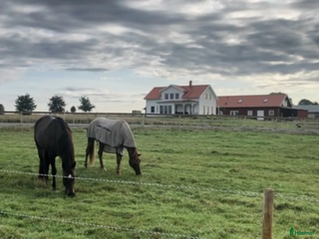  stallplats finnes: Stallplatser i Alingsås  - Annons 2