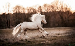 Avelshästar hästar till salu: Welsh av Cobtyp hingst! Kan även kastreras i Heby - Bild 2