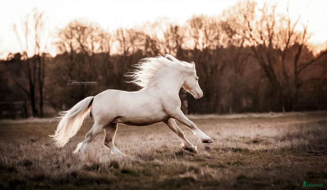 Avelshästar hästar till salu: Welsh av Cobtyp hingst! Kan även kastreras i Heby - Bild 2