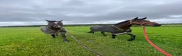  medryttarhäst finnes: Medryttare till Hopphäst(/ar), Kungälv i Hålta - Annons 2