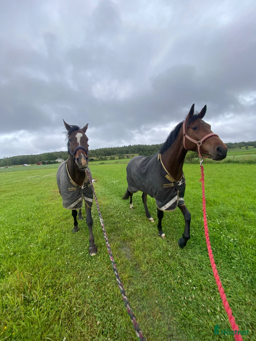  medryttarhäst finnes: Medryttare till Hopphäst(/ar), Kungälv i Hålta - Annons 2