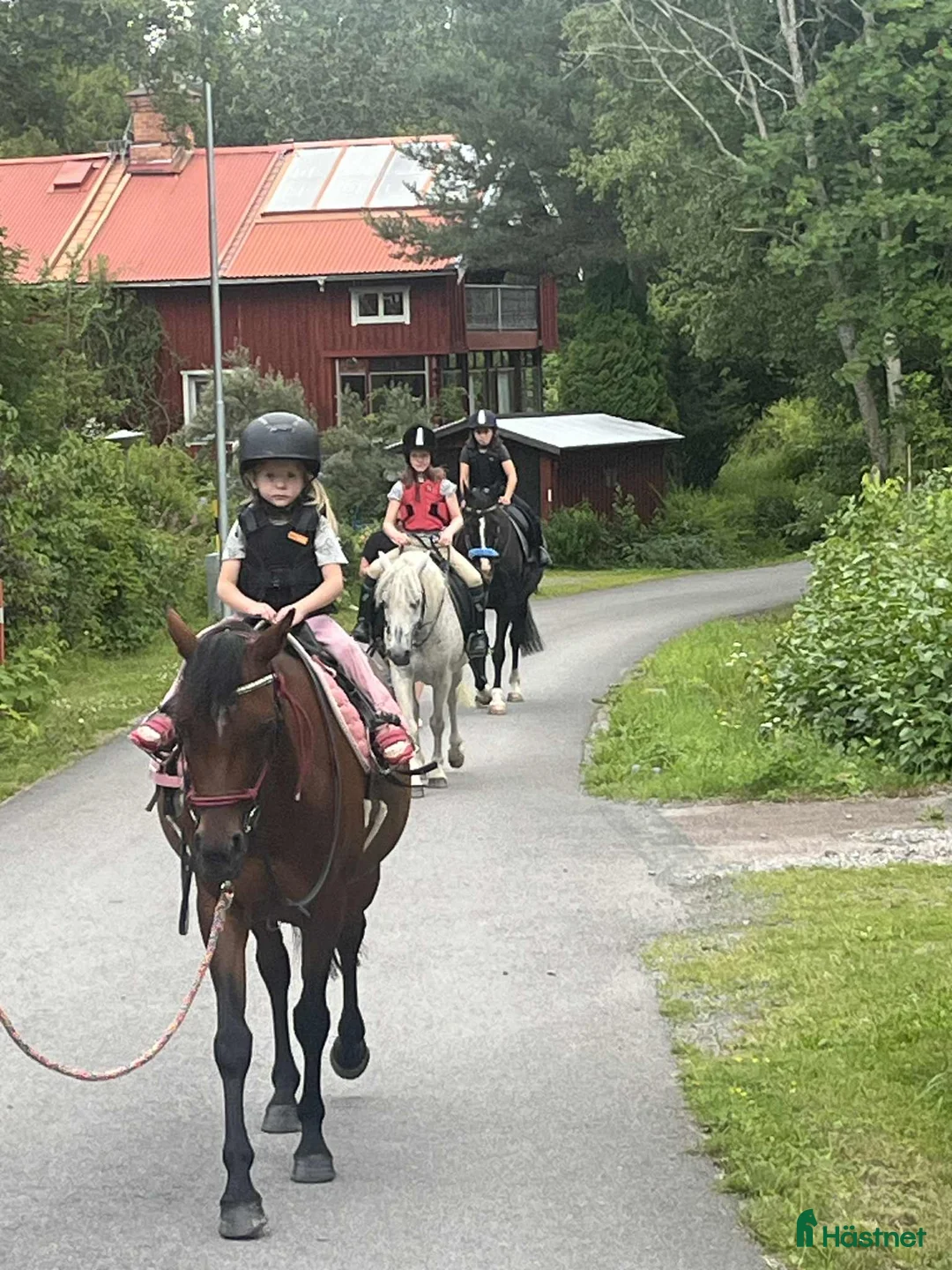 Allround hästar till salu: Personlig ponny med stor potential i Sågmyra - Annons 6