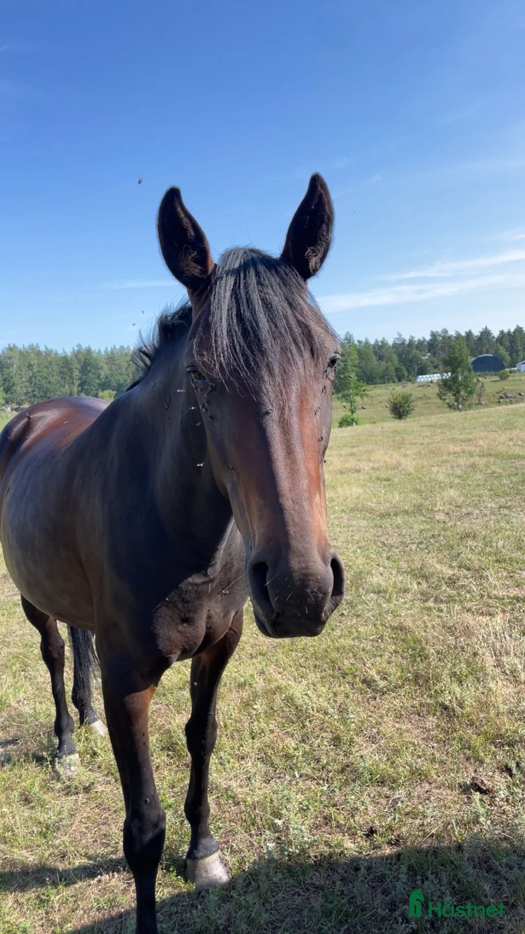 Övrigt hästar till salu: Varmblodstravare  i Berga - Annons 2