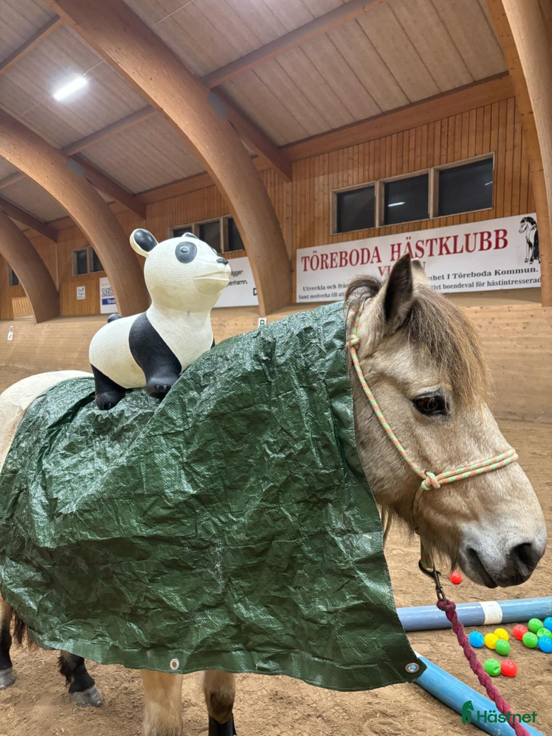 Allround hästar till salu: Tävlingsponny för hoppning och dressyr i Skövde - Bild 6