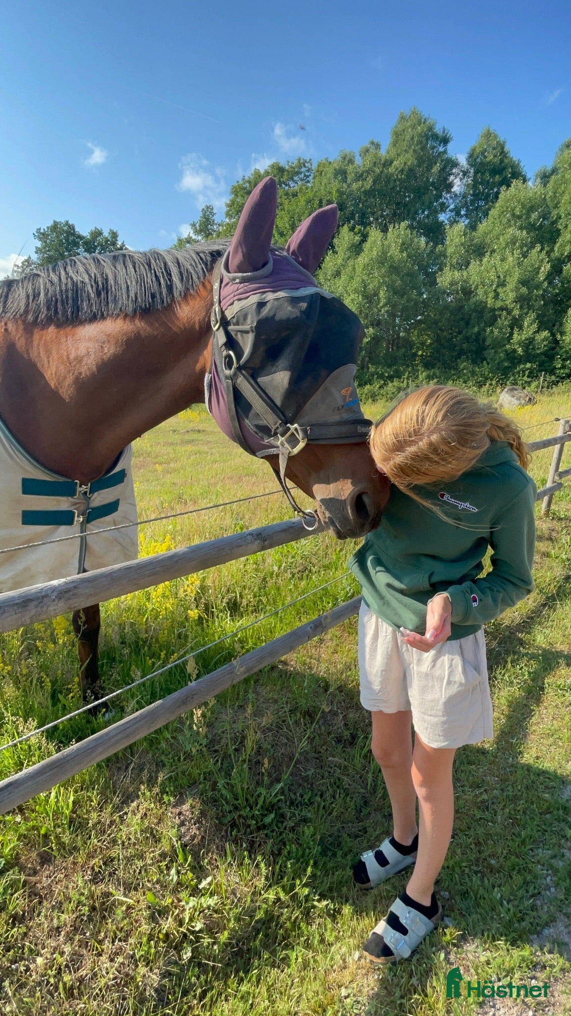  hästar Sökes trygg C eller D ponny  - Annons 7