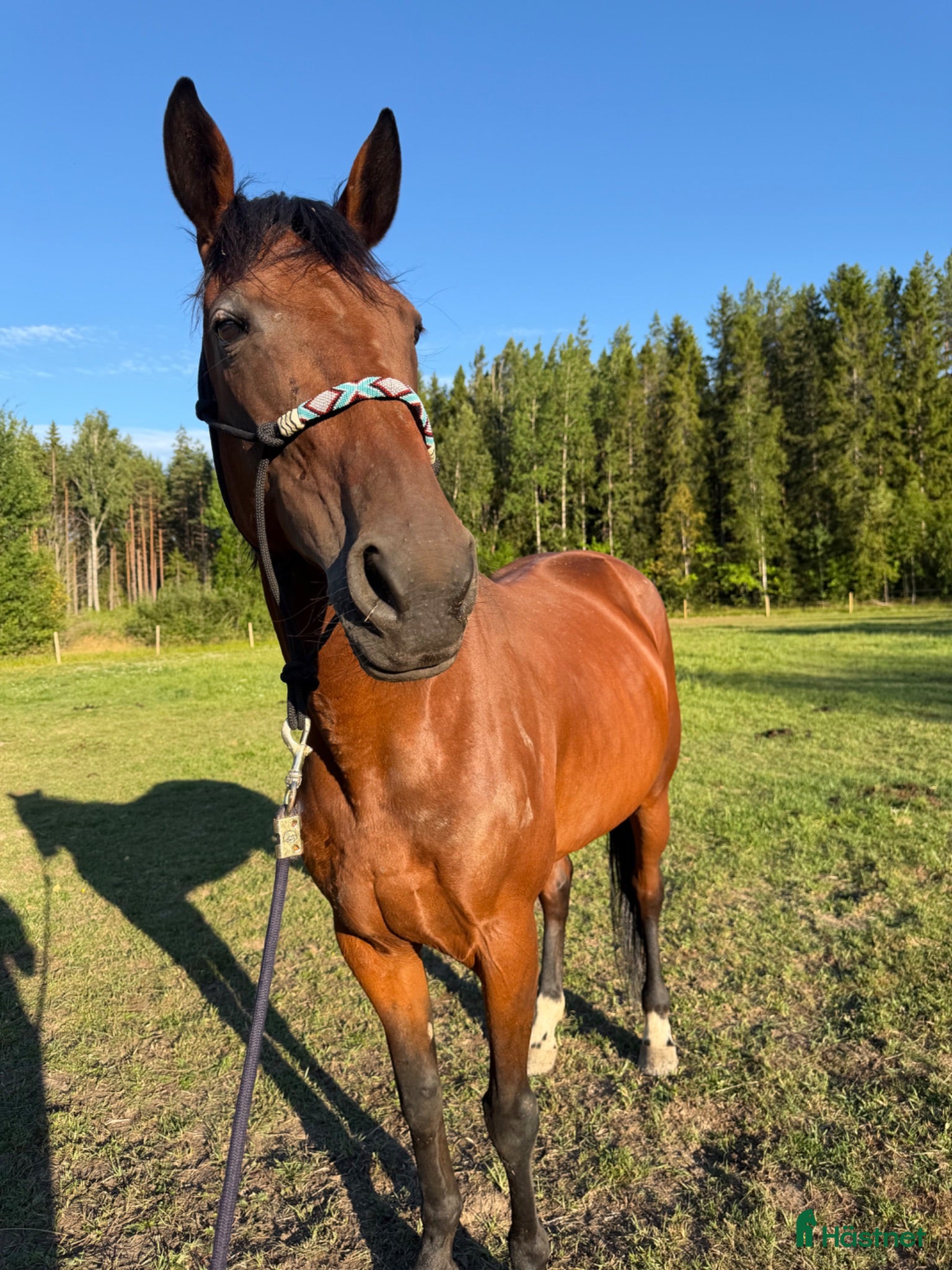  hästar Gloria vill bli ridhäst - Annons 2