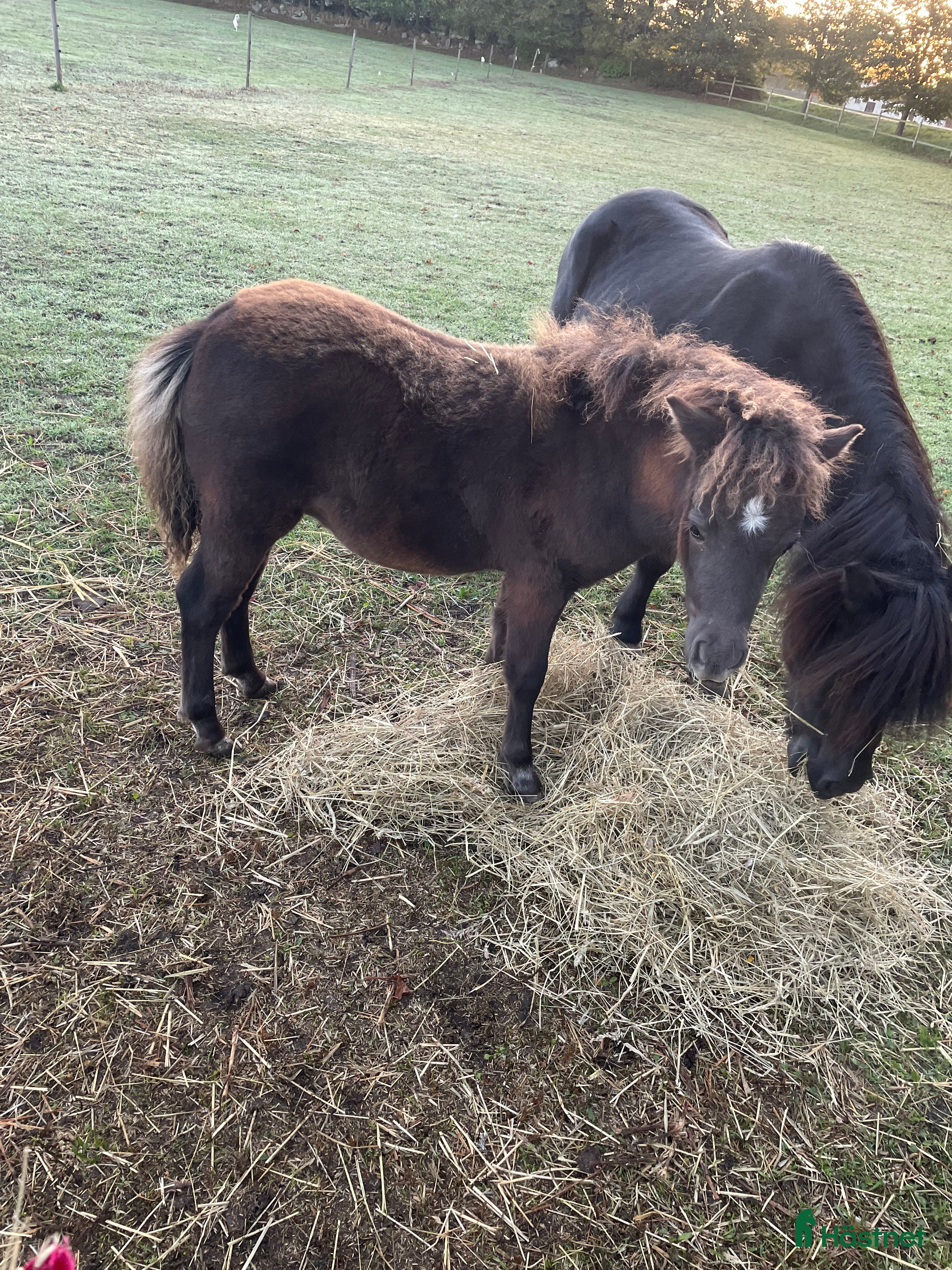  hästar Trav ponny i Lövestad - Annons 7