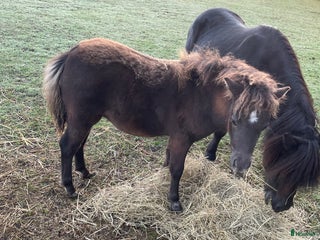 hästar Trav ponny i Lövestad - Annons 7