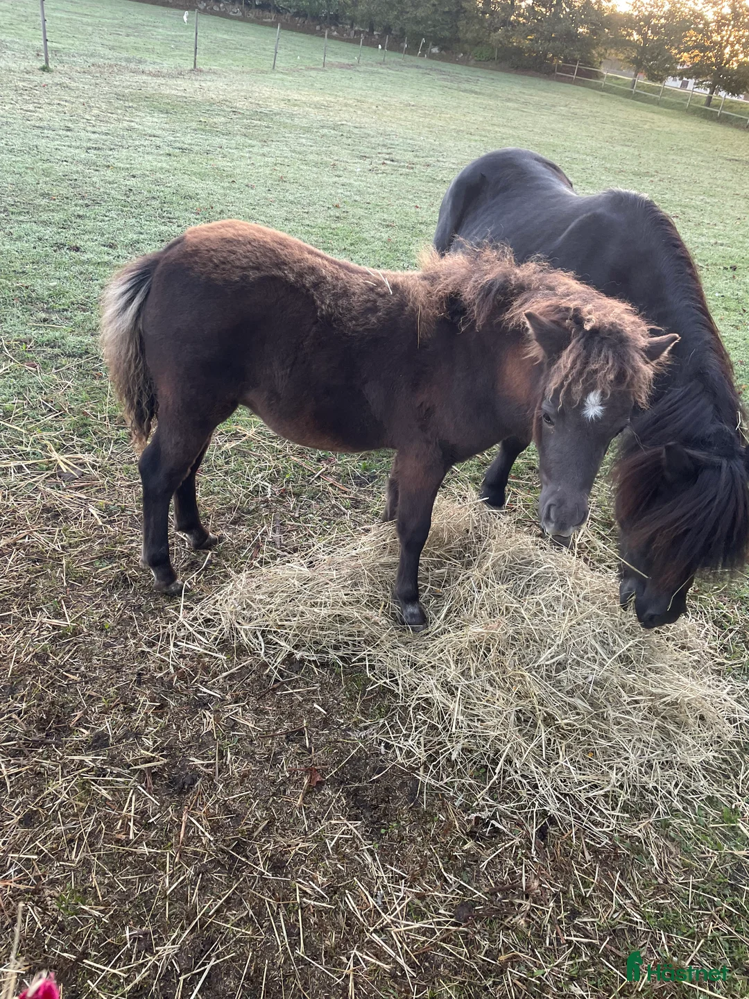 Trav hästar till salu: Trav ponny i Lövestad - Annons 1