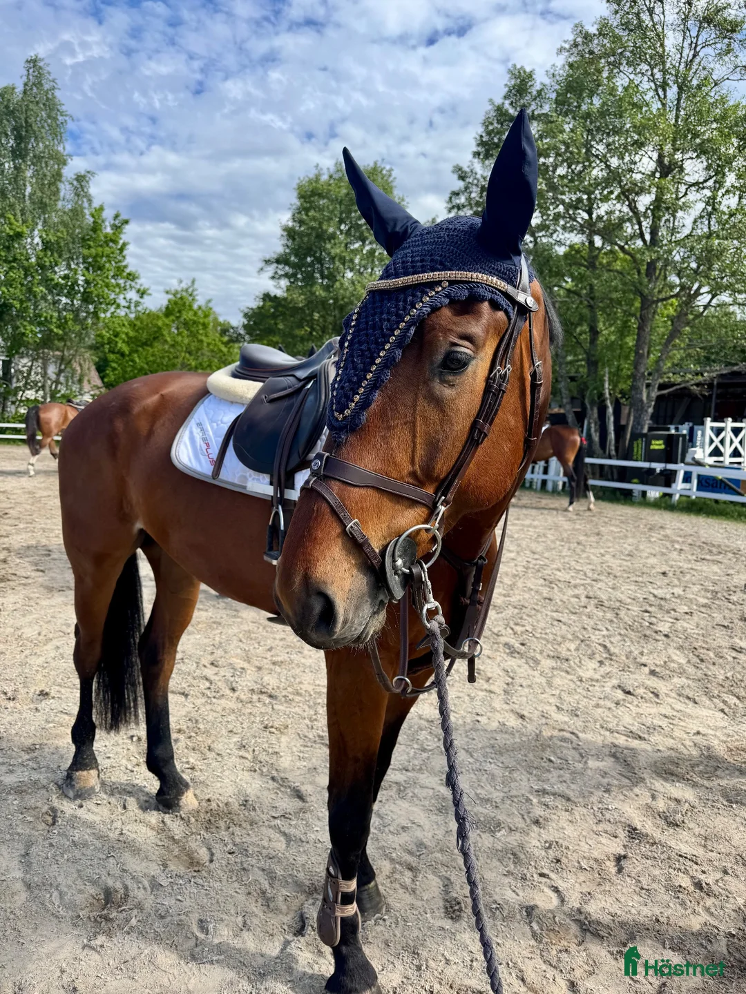 Hoppning hästar till salu: 4år e: Crusader Ice - Cardento  - Annons 2