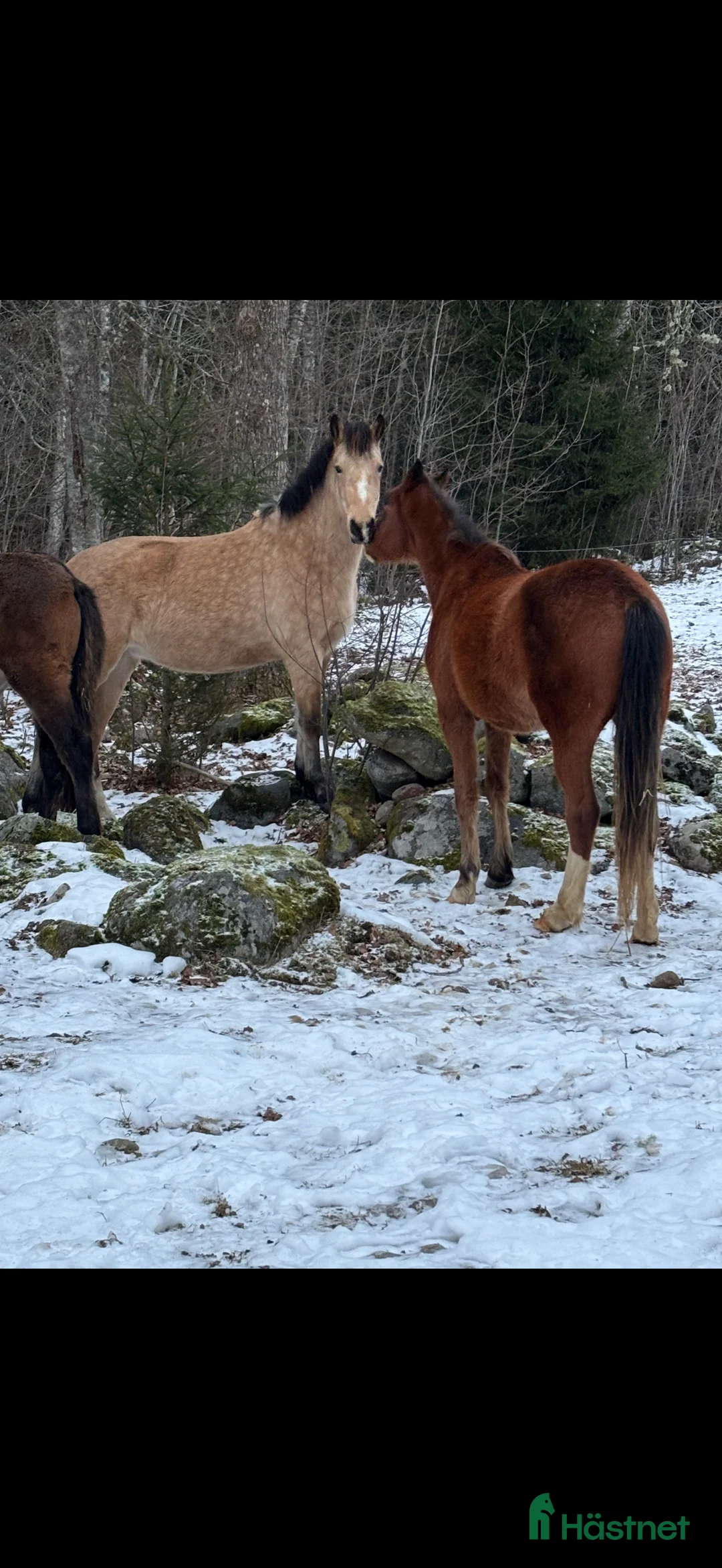 Allround hästar till salu: Två st treåriga D-ponnier - Annons 1