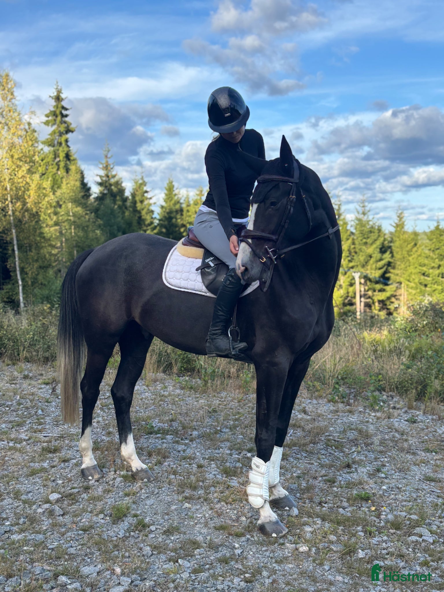  hästar Lovande 5-årig valack e. Mr. vain - Annons 2