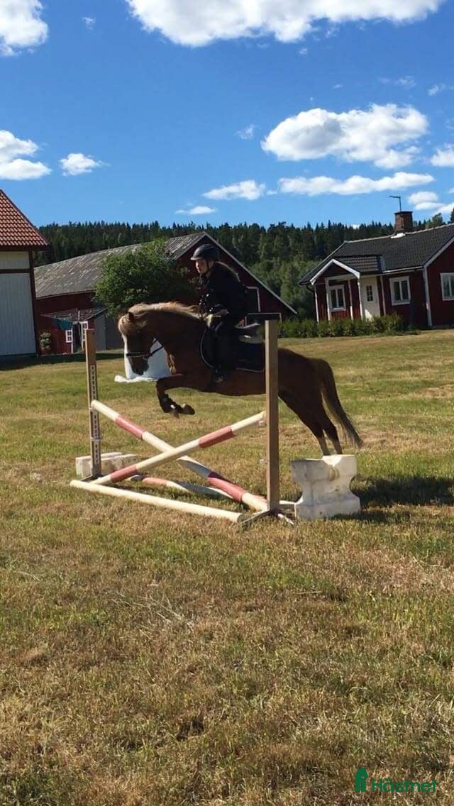  hästar C-ponny i Väse - Annons 13