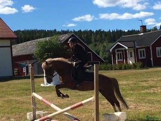 hästar C-ponny i Väse - Annons 7