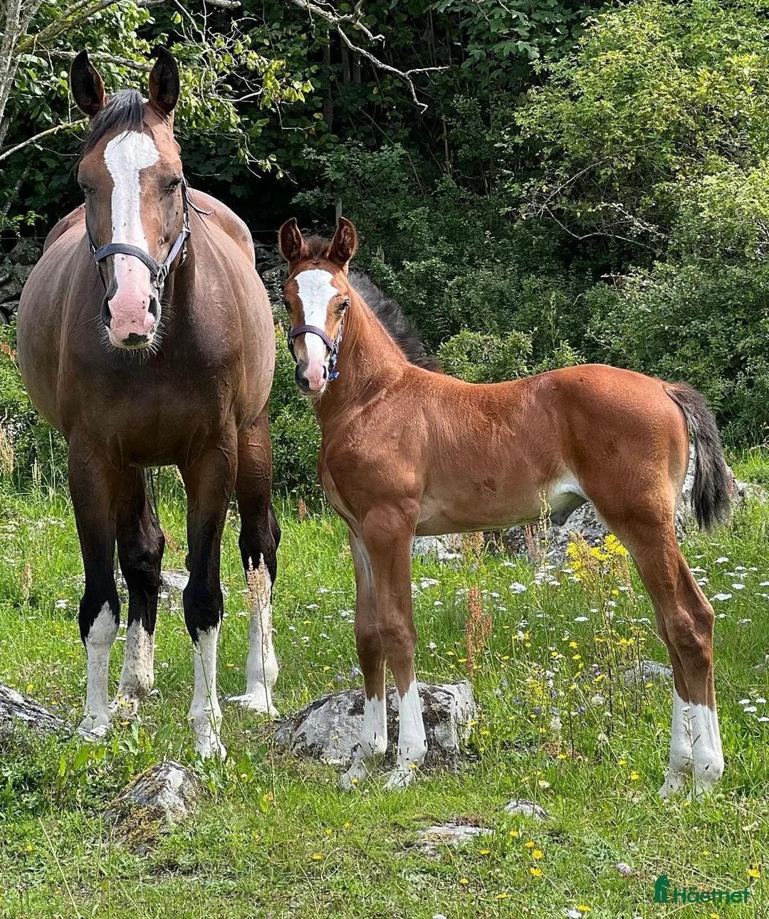 Hoppning hästar till salu: Fantastisk unghäst! i Sölvesborg - Annons 13