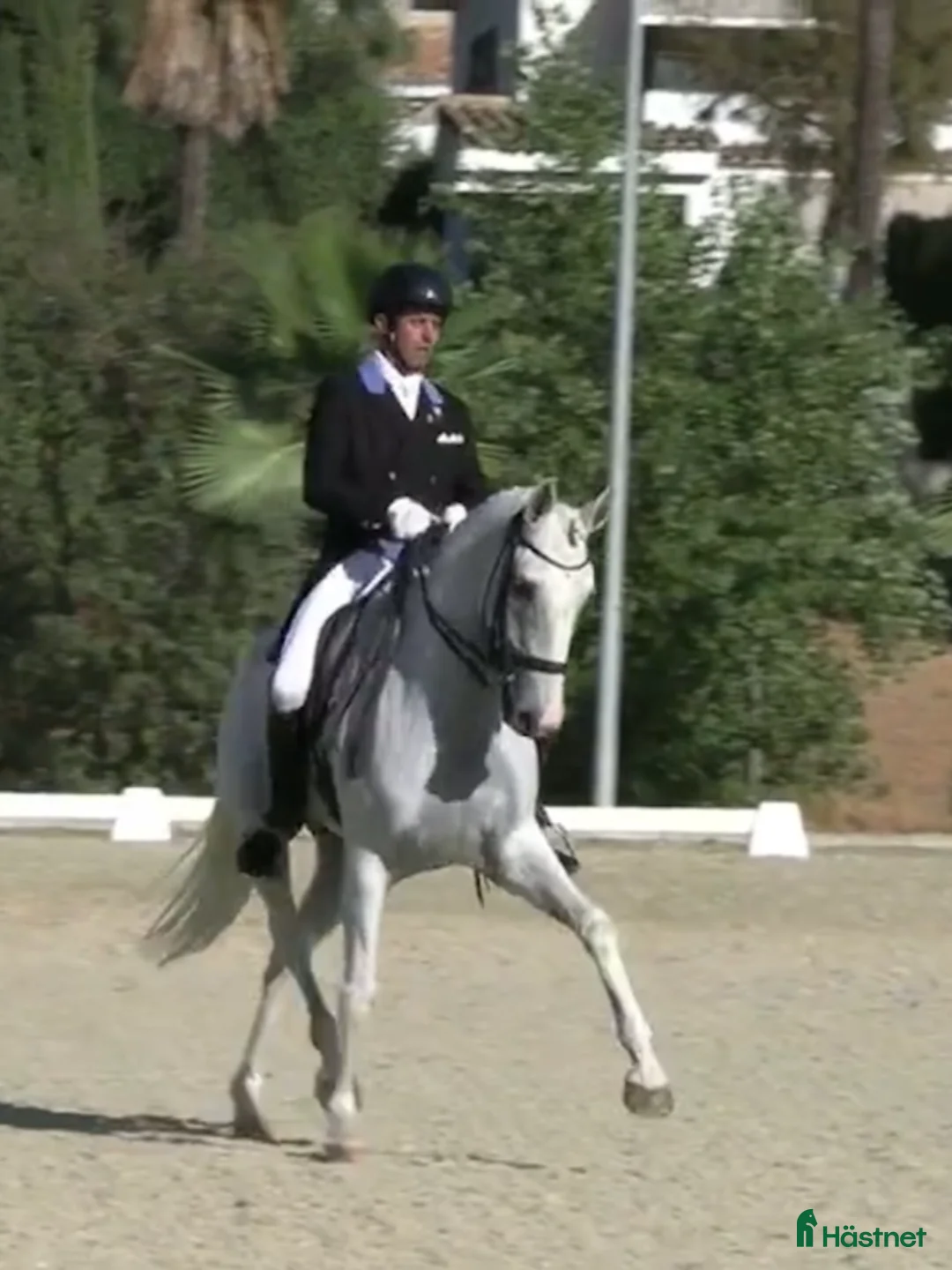 Dressyr hästar till salu: Etablerad Grand Prix valack i Coín - Annons 1