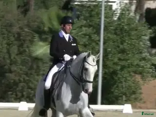 hästar Etablerad Grand Prix valack i Coín - Annons 5