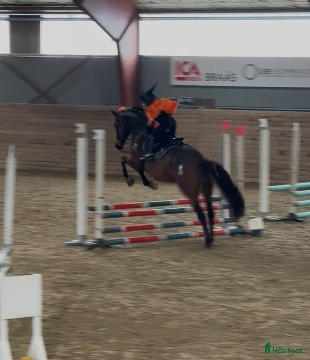 Hoppning hästar till salu: Fantastisk trevlig hoppvalack, ny film igen! - Annons 10