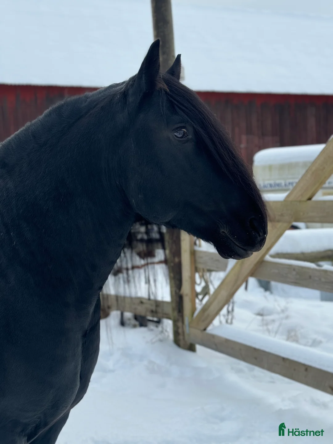 Övrigt hästar till salu: Känslig drömhäst ❤️ i Järpås - Annons 2