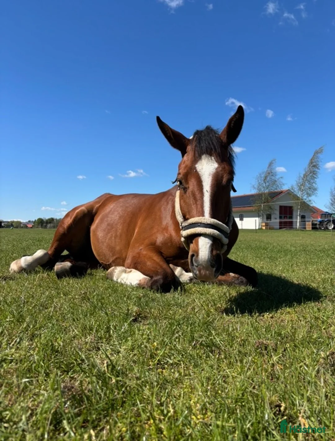  stallplats finnes: Lediga boxplatser strax utanför Ystad.  - Annons 9