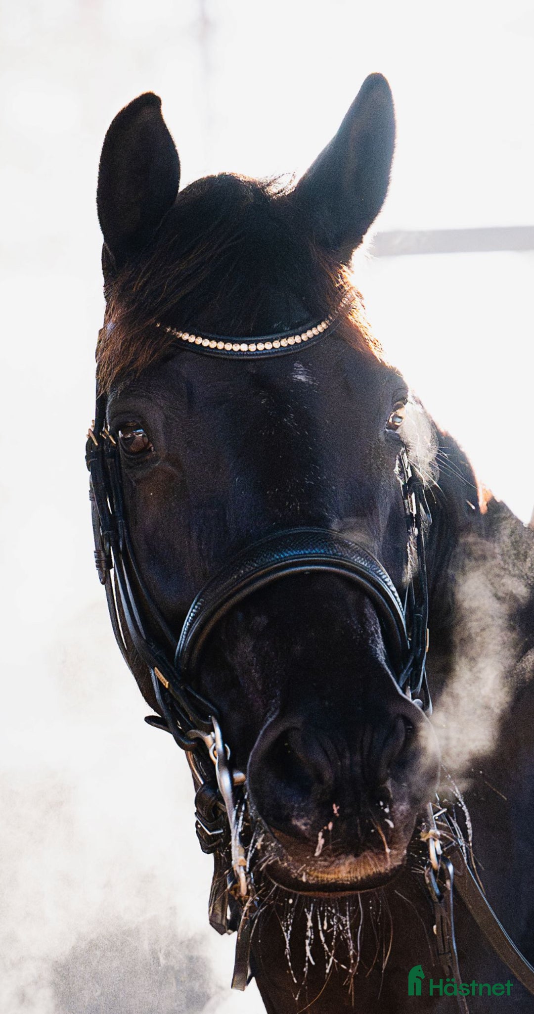 Träns hästutrustning till salu: Helt nytt Mrs Ros kandar i Tyresö - Annons 2