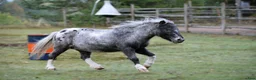 Allround hästar till salu: Shetlandponny sto pintaloosa - Annons 1