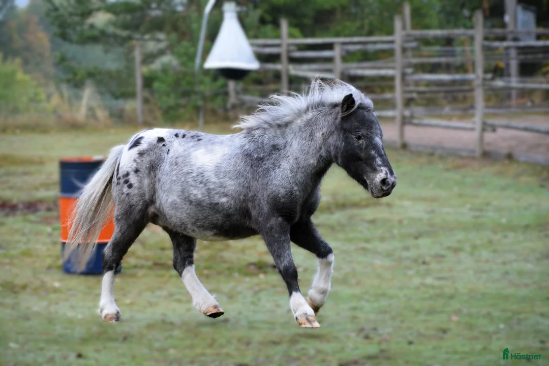 Allround hästar till salu: Shetlandponny sto pintaloosa - Annons 1
