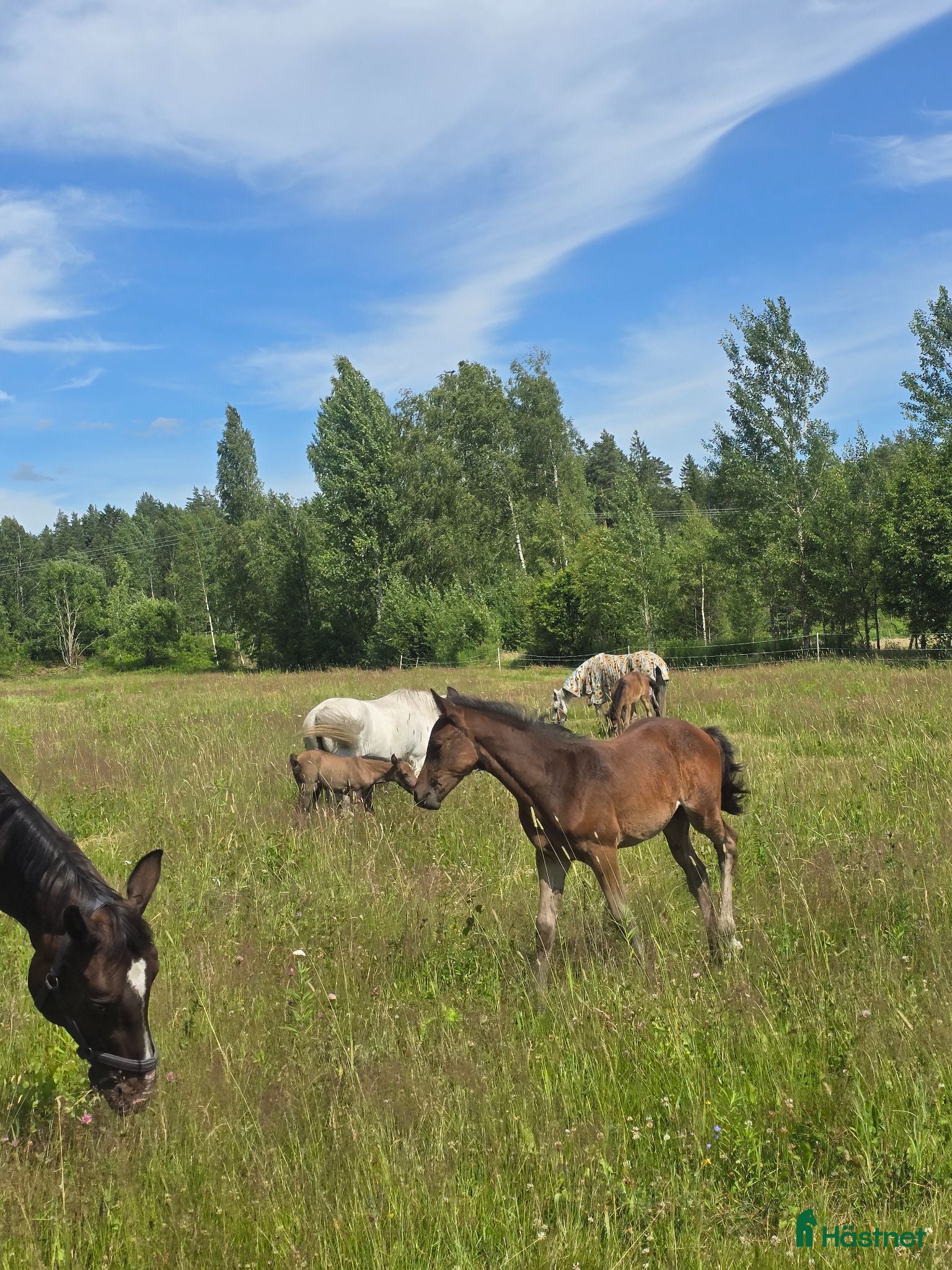  hästar Välväxt welshpartpred som blir storhäst - Annons 17