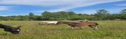 Allround hästar till salu: Välväxt welshpartpred som blir storhäst - Annons 1