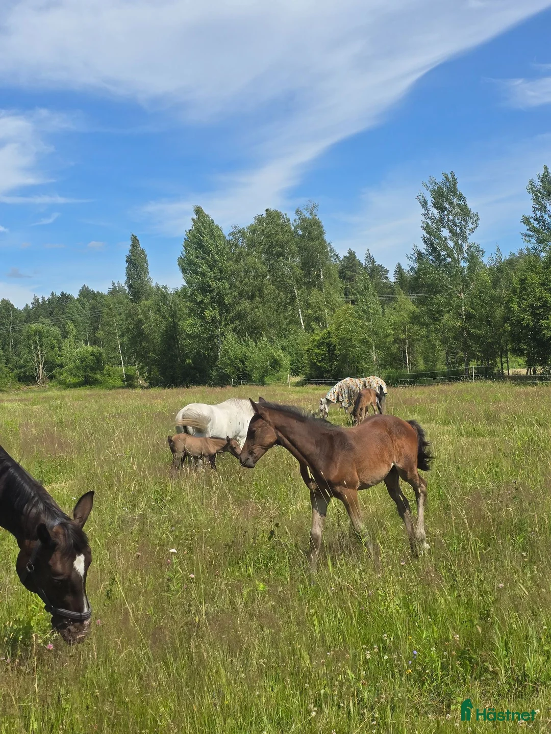Allround hästar till salu: Välväxt welshpartpred som blir storhäst - Annons 1